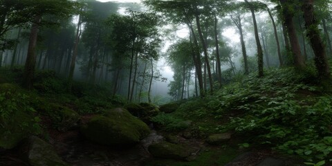 Fototapeta premium Misty forest adventure nature hdr panoramic