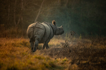 Majestic One-Horned Rhinoceros with Birds at Sunset in Chitwan National Park, Nepal © Sanoyatra