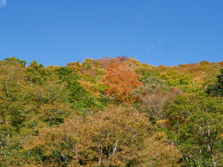 紅葉した山