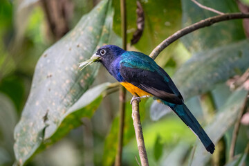 Green-backed Trogon with insect prey