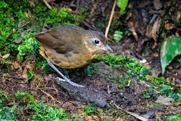Fototapeta premium Plain-backed Antpitta on forest floor