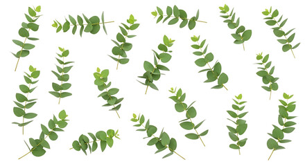 Vibrant green eucalyptus sprigs gracefully scattered across a clean white surface, highlighting natural beauty and botanical freshness for various design projects
