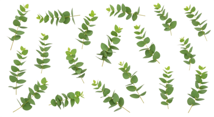 Vibrant green eucalyptus sprigs gracefully scattered across a clean white surface, highlighting natural beauty and botanical freshness for various design projects