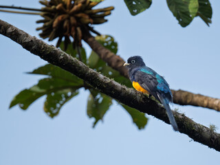 Green-backed Trogon Perched on Branch