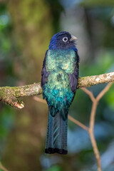 Green-backed Trogon Perched on Branch