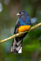 Green-backed Trogon Perched on Branch