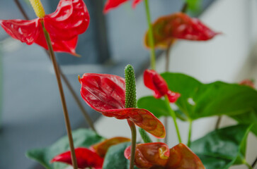 Anthurium flower blooms with red flowers beautifully.