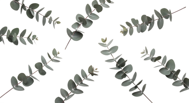 Fresh eucalyptus sprigs with round leaves gently scattered on a pure white background, highlighting their natural beauty and calming essence for botanical designs