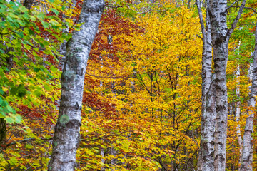 秋　森　黄葉　紅葉