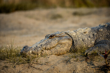 Obraz premium Large Crocodile Basking Beside River in Early Morning Light at Chitwan National Park