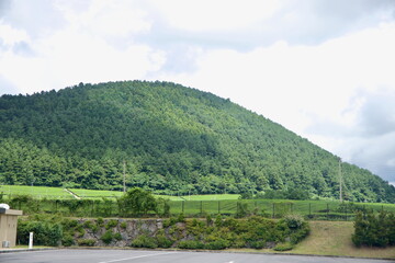 Obraz premium Forest Hillside Near Museum