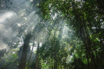view of sun rays through the forest