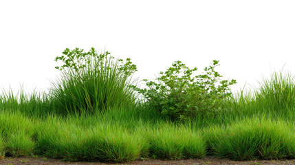 Obraz premium Lush Green Grass and Plants: Captivating the vibrant and refreshing hues of nature, showcases a meticulously arranged composition of verdant green grass and plants in an idyllic setting.