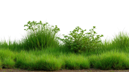 Lush Green Grass and Plants: Captivating the vibrant and refreshing hues of nature, showcases a meticulously arranged composition of verdant green grass and plants in an idyllic setting.