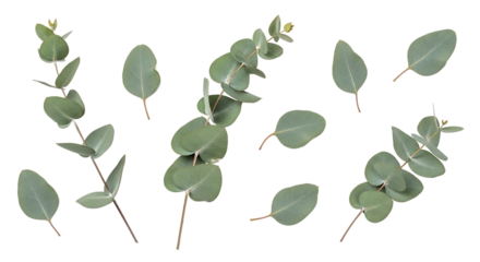 Fresh green eucalyptus leaves and sprigs isolated on a pure white background, showcasing natural botanical beauty and freshness for elegant design projects and wellness themes