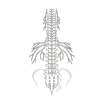 spinal cord diagram, black and white clip art preview
