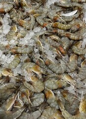 Soft, fresh shrimps sold at Dubai fish market, seafood on water, fresh shrimps, abstract background with shrimps