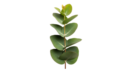 Captivating single eucalyptus branch featuring lush green leaves, exuding a fresh and natural aroma, perfectly isolated on a pristine white background
