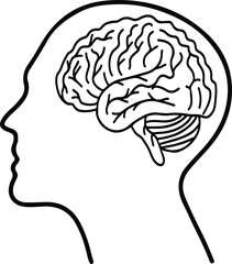 illustration of the human head with the brain. Brain outline drawing. Hand-drawn of a human head with a brain