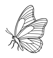 Butterfly Resting Line Art