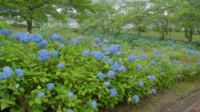 愛宕山公園の紫陽花 Hydrangeas at Atagoyama Park