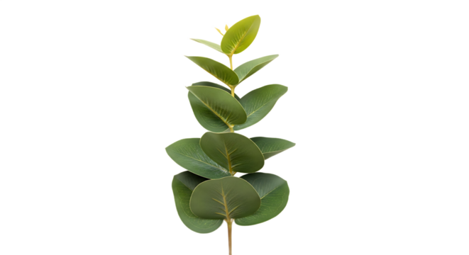 Fresh and vibrant single sprig of aromatic green eucalyptus leaves, showcasing natural botanical beauty with its distinctive foliage, isolated on a clean white background for design