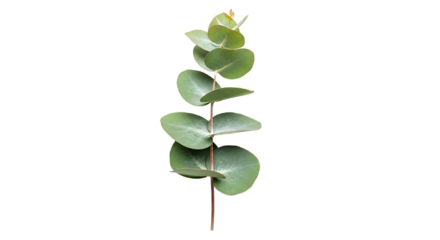 Elegant and fresh single eucalyptus branch with distinctive rounded, green leaves, isolated on a clean white background, perfect for natural design elements and aromatherapy concepts