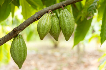 Cacao Tree (Theobroma cacao). Organic cocoa fruit pods in nature.