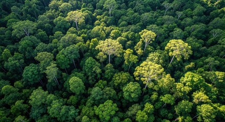 Naklejka premium Lush Green Forest Canopy Aerial View Showing Vibrant Ecosystem Diversity