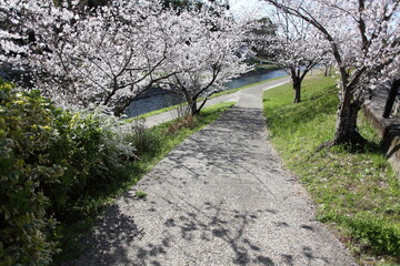 桜の咲く坂道