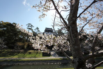城の天守閣と桜　