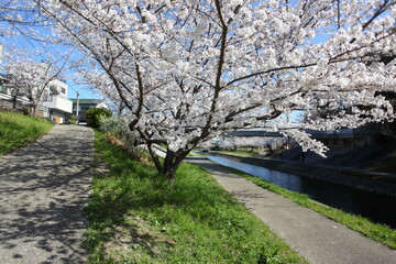 桜の咲く坂道　