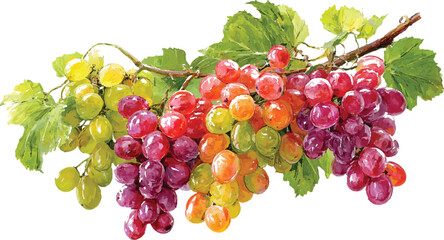 bunch of red grapes isolated on white