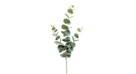 Vibrant single eucalyptus branch with fresh green leaves on a pristine white background, perfect for natural decor, aromatherapy, and botanical designs