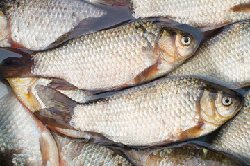 Live natural river crucian carp. A lot of crucian carp