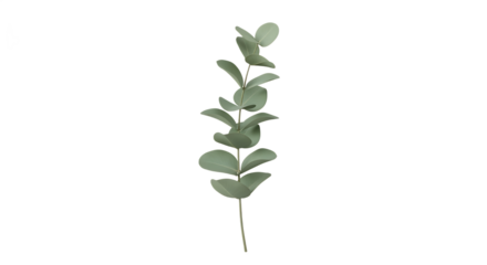 Elegant single eucalyptus branch with fresh green leaves, artfully isolated on a transparent background, perfect for sophisticated design projects and natural decor themes