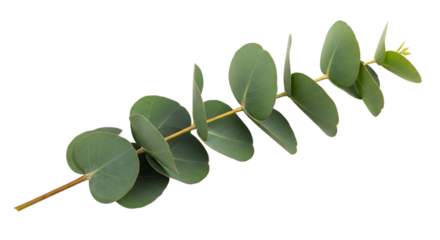 A single vibrant green eucalyptus branch, showcasing its distinctive rounded leaves and natural texture, isolated on a clean white background