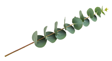 Fresh green eucalyptus branch with vibrant rounded leaves, elegantly isolated on a white background, showcasing natural botanical beauty for clean design compositions