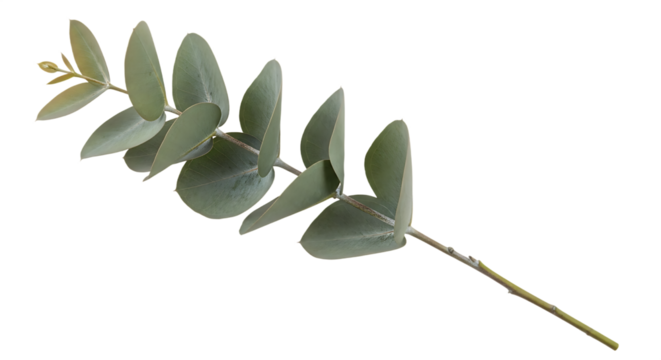 A serene single eucalyptus sprig featuring distinctive silver-green leaves, meticulously isolated on a clean background, embodying natural elegance for diverse creative and wellness applications