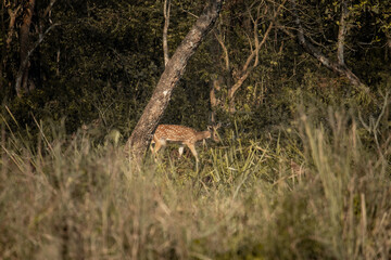 Spotted Deer Camouflaged in the Tall Grass of Chitwan National Park, Nepal’s Iconic Grassland Species