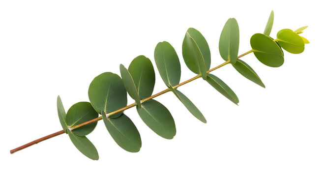 Fototapeta Fresh and vibrant eucalyptus branch with lush green, rounded leaves, elegantly isolated on a clean white background, perfect for natural designs, aromatherapy, and botanical themes