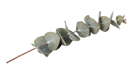 Single fresh eucalyptus branch with green leaves, isolated on a clean white background, perfect for botanical designs and natural product imagery
