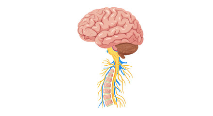 Human Brain and Spinal Cord Central Nervous System Illustration illustration featuring diagram, spinal, essential, signal, anatomy,