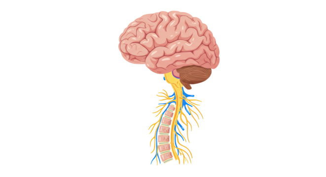 Human Brain and Spinal Cord Central Nervous System Illustration illustration featuring diagram, spinal, essential, signal, anatomy,