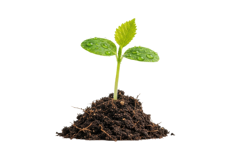 Emerald green plant seedling with glistening dew droplets on unfurling leaves, emerging from rich dark soil on reflective white surface against transparent background, concept of new life and growth