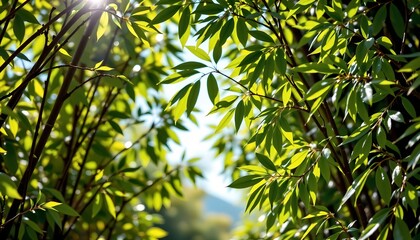 Obraz premium Lush Green Bamboo Canopy with Sunlight Filtering Through