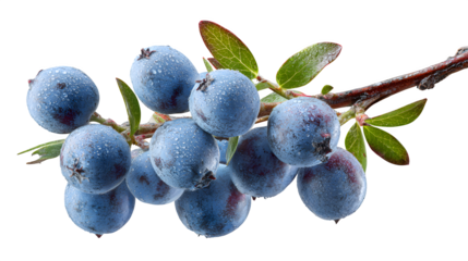 Cluster of wild berries (e.g., blueberries), on a small branch, isolated on Transparent background,