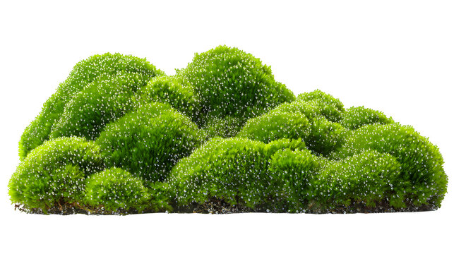 Cluster of soft, vibrant green moss, with tiny dew drops, isolated on Transparent background, - Powered by Adobe