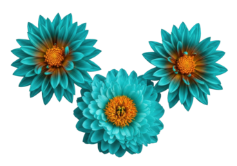 Three vibrant teal-turquoise dahlia-like and peony-like flowers with brown/sepia tones & yellow centers, isolated on black, ultra-close-up macro with soft bokeh, fine art botanical study