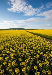 Obraz premium Vibrant canola field blossoms under clear skies with gentle white clouds